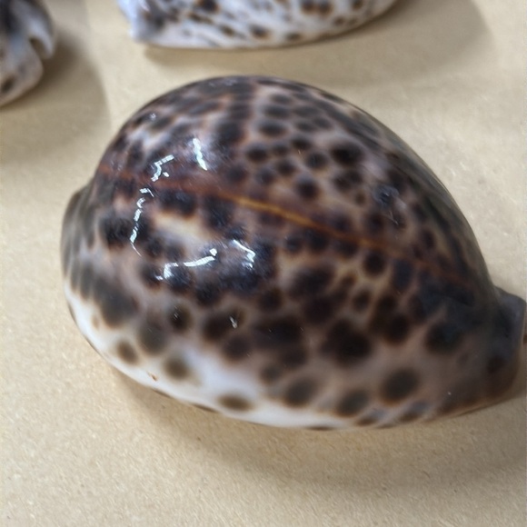 Set of 5 Tiger Cowrie Shells - Picture 4 of 16